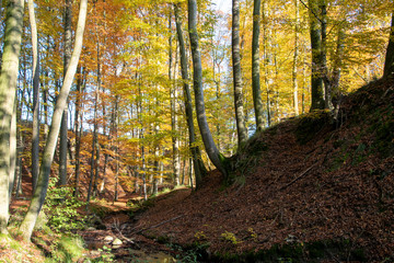 Herbstwanderung im Extertal auf dem Patensteig. Der Weg führt entlang des Siekbach und Rickbach. Der Wanderweg ist im Naturpark Teutoburgerwald und Eggegebirge.