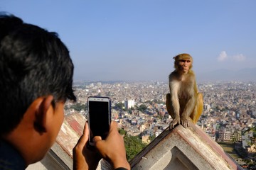 A man taking a photo with a smartphone for monkey makak rezus (macaca mulatta), next to...