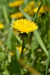 multi-colored flowers with bright petals and bloom in spring and summer