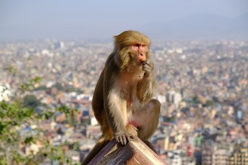 Monkey makak rezus (macaca mulatta) next to Swayambhunath stupa (Monkey Temple) and panorama of...