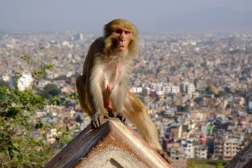 Monkey makak rezus (macaca mulatta) next to Swayambhunath stupa (Monkey Temple) and panorama of...