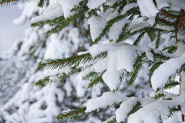 Las i pola w zimę zasypane śniegiem © Patdrig Torc