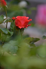 a bright beautiful rose flower bloomed in the garden on a summer afternoon