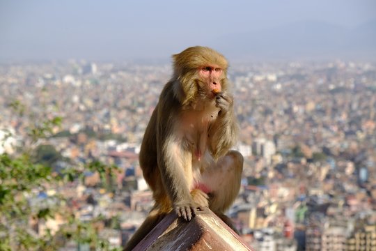 Monkey makak rezus (macaca mulatta) next to Swayambhunath stupa (Monkey Temple) and panorama of Kathmandu in background. Kathmandu, Nepal