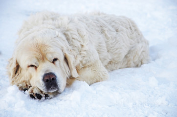 Pies rasy owczarek podhalański wylegujący się w zimę na śniegu w górach © Patdrig Torc