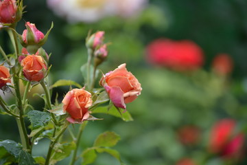 a bright beautiful rose flower bloomed in the garden on a summer afternoon