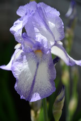 a bright iris flower with different petals bloomed in summer
