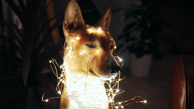 Basenji puppy decorated with christmas lights