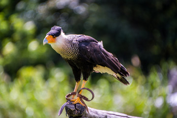 Close up of a Southern crested caracara
