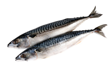 .two raw fish on a white background
