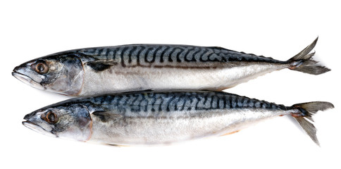 .two raw fish on a white background