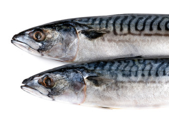 .two raw fish on a white background