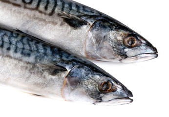 .two raw fish on a white background