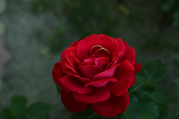 a bright beautiful rose flower bloomed in the garden on a summer afternoon
