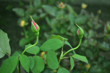 a bright beautiful rose flower bloomed in the garden on a summer afternoon