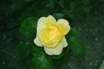 a bright beautiful rose flower bloomed in the garden on a summer afternoon