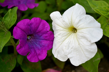 bright Petunia flower with colorful petals bloomed in summer
