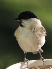 Marsh tit