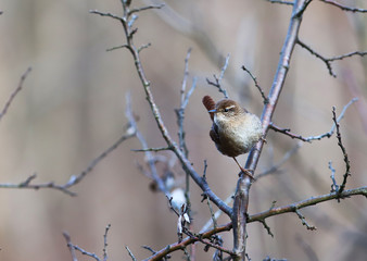 A small Wren among the thorns, front view