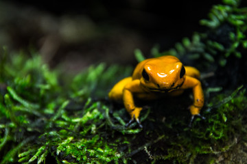 Golden poison frog close up (Phyllobates terribilis)