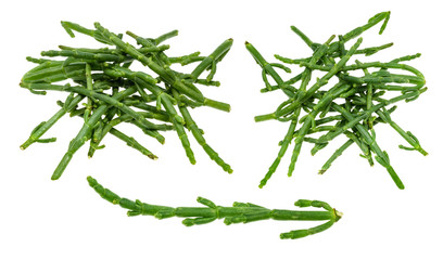 Fototapeta premium set from fresh twigs of Salicornia plant cutout