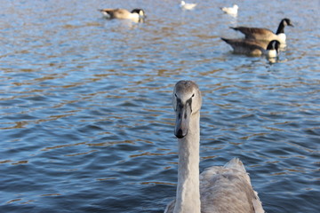 Cygnet and goose in water 
