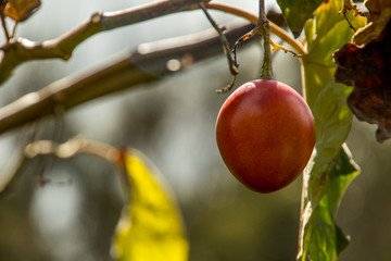 Tamarillo tree, Fresh fruit is known Tamarillo in the garden