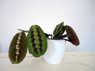 Maranta is a genus of flowering plants in the family Marantaceae, native to tropical Central and South America and the West Indies. Maranta was named for Bartolomeo Maranta.