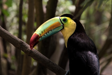  Close up of a keel-billed toucan (Ramphastos sulfuratus)