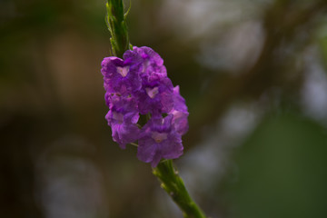 Beautiful purple flower close-up in wild nature