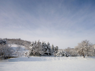winter rural landscape with snowy trees and snow