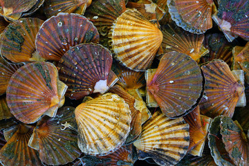 Fresh scallops in the shell at a seafood market in France