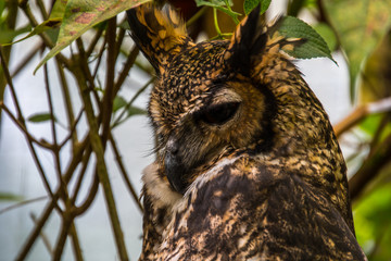 Close up of a cute owl 