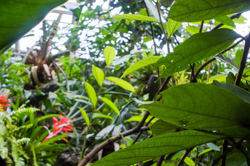 Tropical flora wallpaper. Botanical garden. Green color