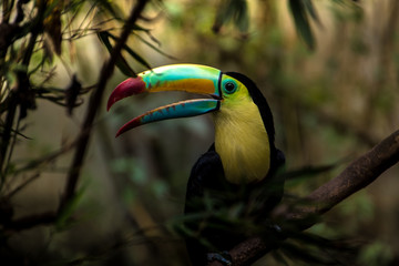  Close up of a keel-billed toucan (Ramphastos sulfuratus)