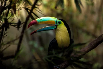 Zelfklevend Fotobehang  Close up of a keel-billed toucan (Ramphastos sulfuratus) © Anibal