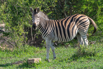 Zebra in Kruger Park © Marcin Kumorek