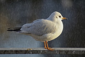 Scheisswetter oder auch Schietwetter in Norddeutschland