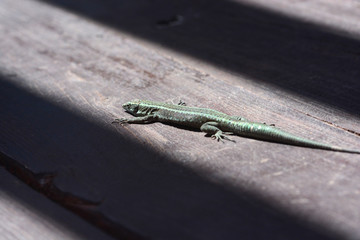 details of Madeira island, Portugal
