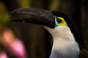 Fototapeta premium Close up of a cute Blue chest toucan