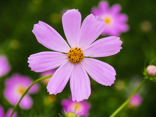 Obraz premium Cosmos flower in a field