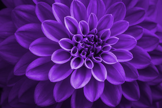 purple dahlia petals macro, floral abstract background. Close up of flower dahlia for background, Soft focus.