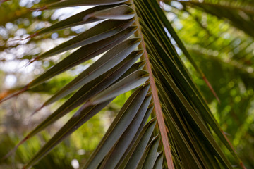 Fototapeta na wymiar Palm leaf close up