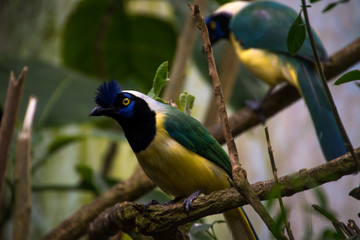 Couple of green jay (Cyanocorax yncas)