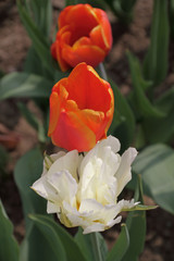Tulpe