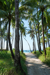 Obraz premium Weg durch Palmen zum Traumstrand hochkant