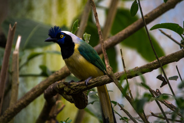 Close up of a green jay (Cyanocorax yncas), blue bird with yellow eyes