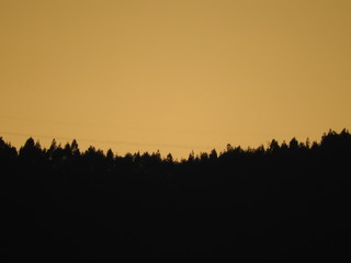 silhouette of trees in sunset