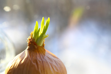 Growing onions. Young onions sprout from bulbs. closeup, shallow depth of field, blurred background. Harvest concept