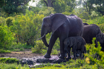 Elephant with baby in Kruger Park Africa - obrazy, fototapety, plakaty